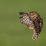 Little owls